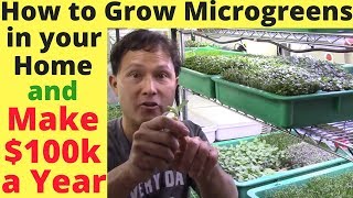 How to Grow Microgreens in Your Home & Make $100,000+  a Year