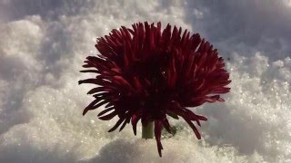 The Snow It Melts The Soonest