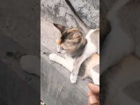 #cat #animation #funny cat#subscribemychannel #please