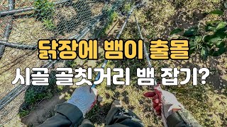 시골 전원생활 골칫거리 뱀퇴치 뱀 집게 하나 사야겠어요 