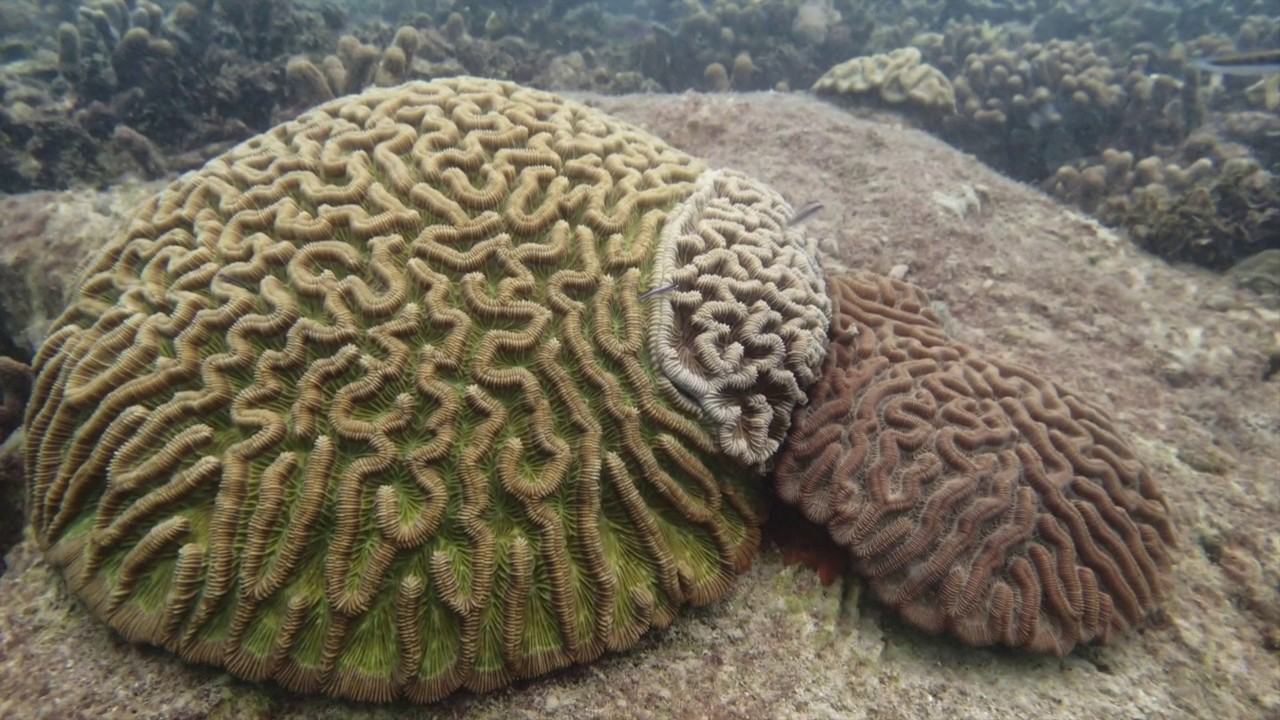 Fossil Collections and Coral Conservation