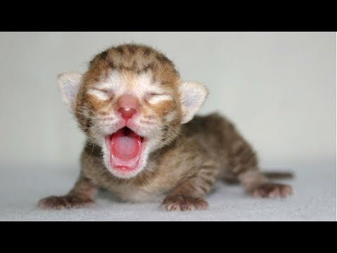 Cute Newborn KITTENS MEOWING - A Cats Meowing Compilation 2018 || VIDEOS