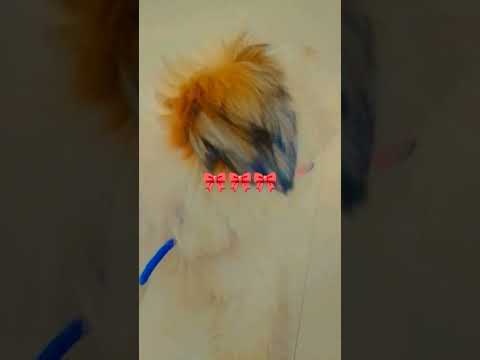 my daisy#cute puppy🎀✨✨