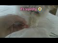 Opening A Basilleaf Cat Blind Box First Post Probably Gonna Flop Basilleafcats Blindbox