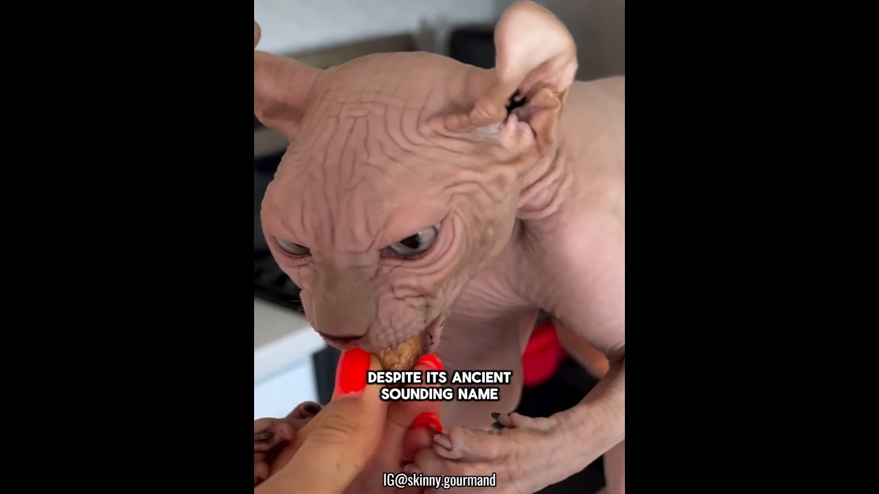 Hairless Cat The Sphinx #dndx1