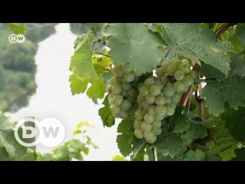 Spitzen-Weine aus der Moselregion | DW Deutsch