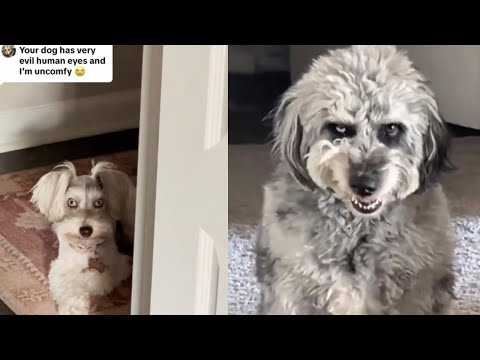 How to Survive a Skinwalker Dog Explained in 5 Minutes 🤯