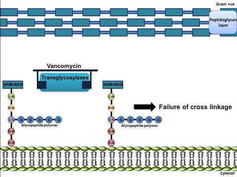 Vancomycin: Mechanism of Action
