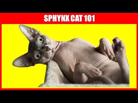 Sphynx Cats 101 -  Must Watch Before Getting a SPHYNX CAT !