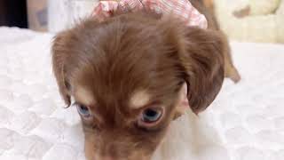 ハーフ犬の動画01