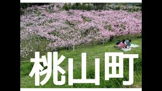 preview picture of video '1 minute 【 うろうろ和歌山 】 桃山 安楽川 の 桃 2 和歌山県 紀の川市　peach orchard in Kinokaw City Wakayama,Japan'