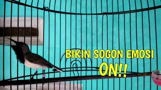 Download lagu CUKUP 1 MENIT!! SOGON MANAPUN PASTI LANGSUNG IKUT  NGALAS DAN GACOR mp3