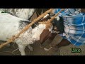 10 Month Old Original Kodi Goat Samayapuram Goat Market NammaVivasayi