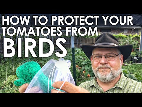 YouTube video about: How to protect tomatoes from birds?