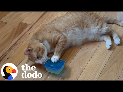 Cat Who Loves Tupperware More Than Anything Gets A Special Delivery | The Dodo