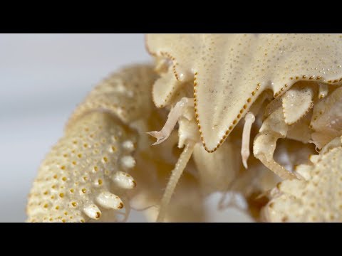 熱水噴出孔の生活｜自然史博物館 (Life at hydrothermal vents | Natural History Museum)