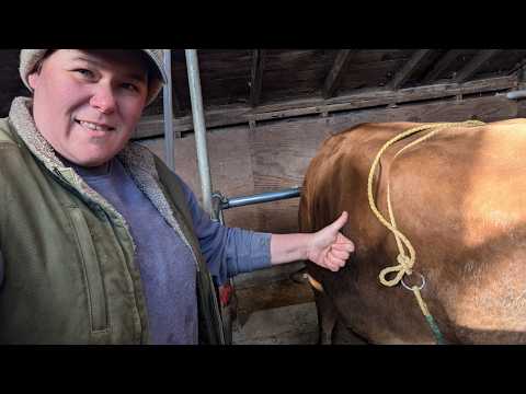 A Cheap Trick To Prevent Milk Cow Kicks