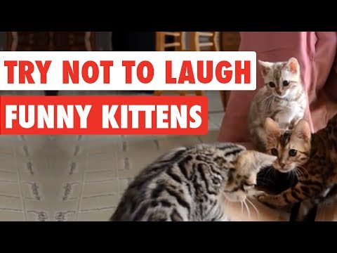 Watch These Funny Kittens