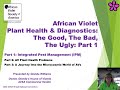 African Violet Plant Health & Diagnostics: The Good, The Bad, The Ugly (Part 1 of 3)