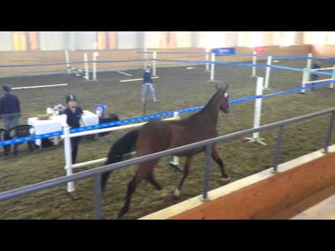 Fit for Fight Treårstest Löshoppning 2014 05 29