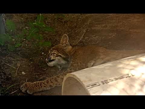 Bobcat Rehab and Release Cam 06-22-2017 11:20:13 - 12:20:14