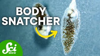 How Mind-Controlling Parasites Teach Us About Brains