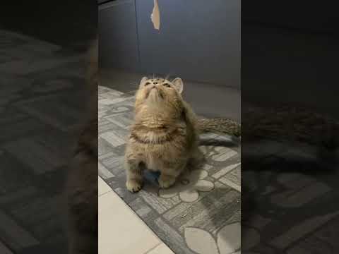 little awesome munchkin cat standing up on hind legs