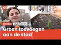 Enschede wordt opgefleurd door geveltuintjes