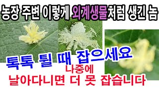 농장주변에 외계생물처럼 생긴 이런 놈 보이면 톡톡 튈 때 잡으세요. 나중 날아다닐 때는 더 못잡습니다.(과수…