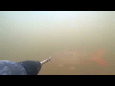 Ружье пневмовакуумное Salvimar Predathor Vuoto KRYPSIS, 75 | Выстрел по рыбе