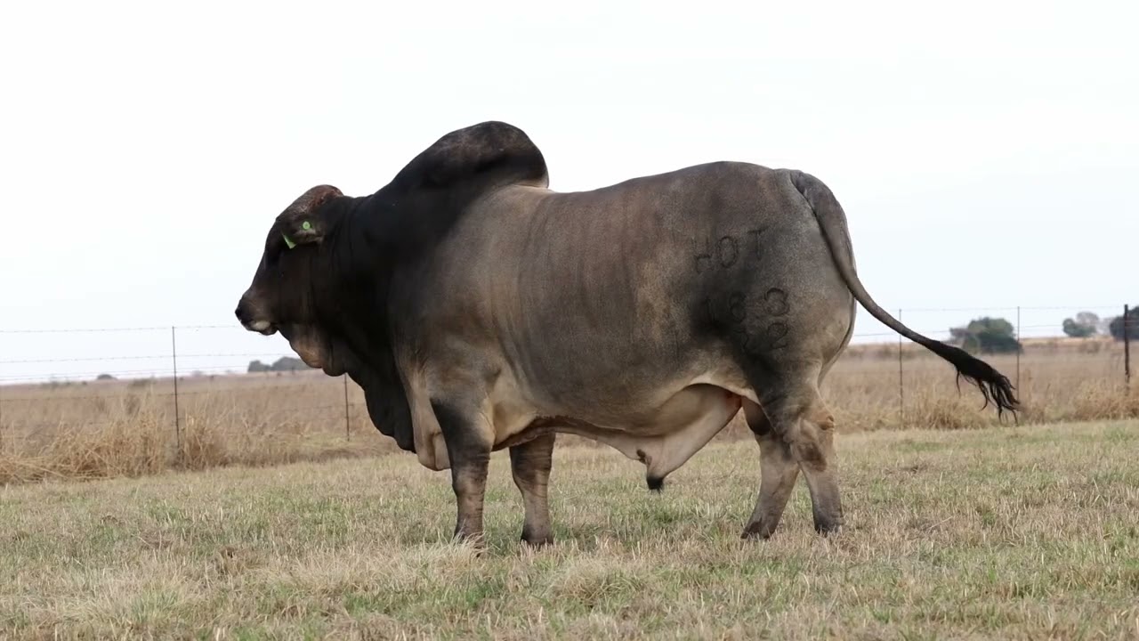 Lot 69 | HOT22-163 | Zebula | Bespreking