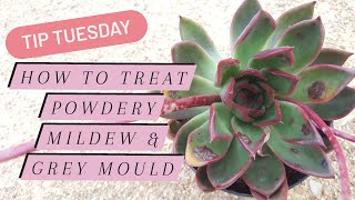 Tip Tuesday: How to Treat Powdery Mildew and Grey Mould