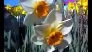 3 different types of daffodils growing in the yard at home!