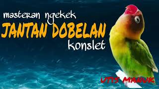 Download lagu masteran ampuh lovebird jantan dobelan, suara kering. perangsang konslet mp3 Download lagu masteran ampuh lovebird jantan dobelan, suara kering. perangsang konslet mp3