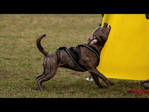 Staffordshire Bull Terrier - IGP training 9 months old