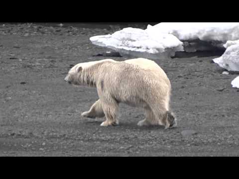 Big Polar Bear Walking in Svalbard in the Arctic Sea