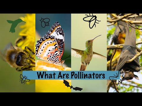 What Are Pollinators