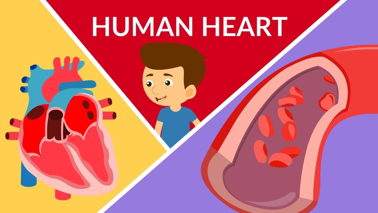 Human Heart | Human heart structure and function | Parts of the human heart | Video for kids