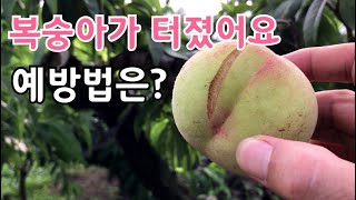 복숭아 열과 줄일려면 어떻게 해야 할까요?