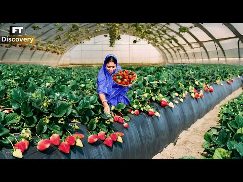 Excellent Strawberries Farming - Hydroponic Strawberries Cultivation and Processing