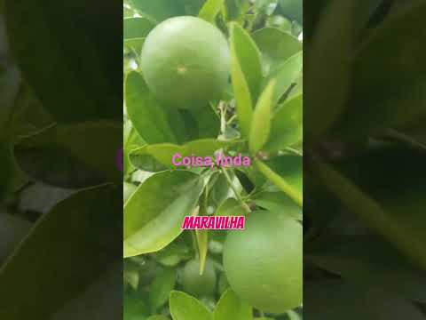laranja #paraíba #fazenda #Matias#igaracy