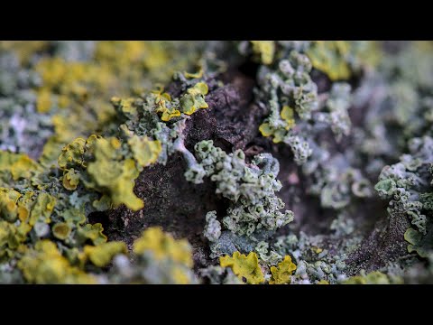 Maceo Plex • Adana Twins • Faithless | Ascension 053