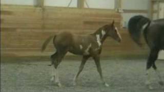 preview picture of video 'Frame overo colt out of PayingForDaylight'