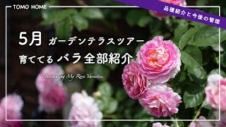 [Disease resistant!] Introducing all the roses I'm growing and tips for future care [climbing]