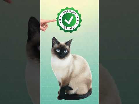 The Oldest Cat Ever (Guinness World Records) 😸