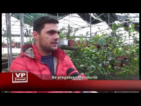 Se pregătesc răsadurile
