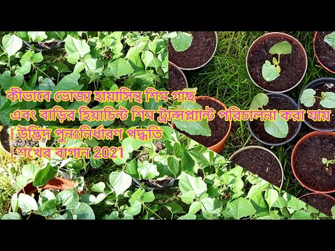 How to Grow Edible Hyacinth Beans Plants | Managing Hyacinth Bean Transplants to larger pots
