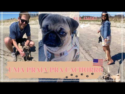 COMO É UMA PRAIA PRA CACHORRO NOS EUA!🐶|Juliana Lazicky #vlog #EUA