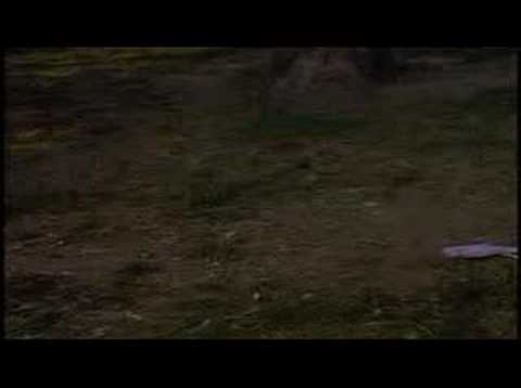 Miss Piggy Rollerskating