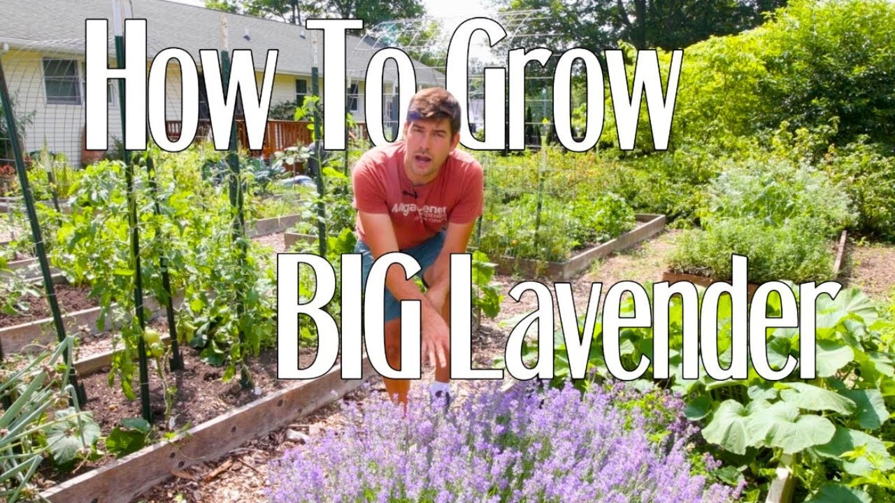How To Grow Insane Amounts of Lavender Like A Pro